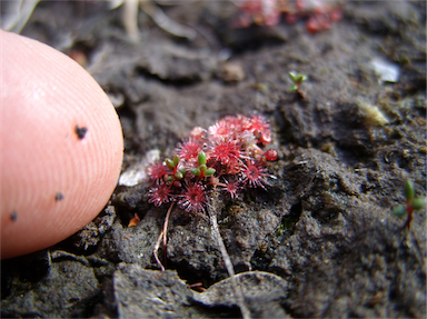 APII jpeg image of Drosera pygmaea  © contact APII