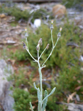 APII jpeg image of Senecio gunnii  © contact APII