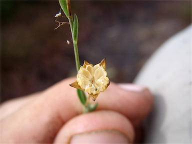 APII jpeg image of Linum marginale  © contact APII