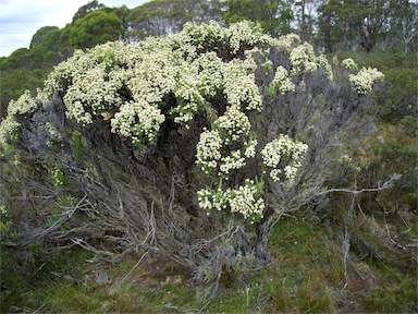 APII jpeg image of Ozothamnus ledifolius  © contact APII