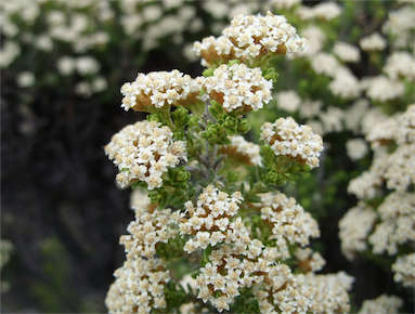 APII jpeg image of Ozothamnus ledifolius  © contact APII