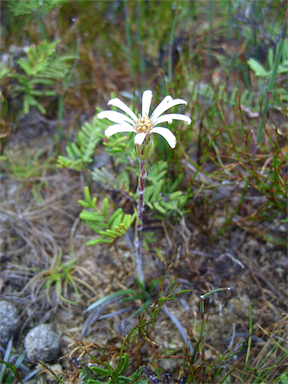 APII jpeg image of Celmisia asteliifolia  © contact APII