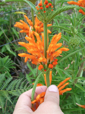 APII jpeg image of Leonotis leonurus  © contact APII