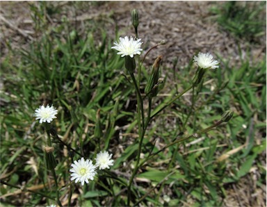 APII jpeg image of Hypochaeris albiflora  © contact APII