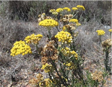 APII jpeg image of Ozothamnus diotophyllus  © contact APII