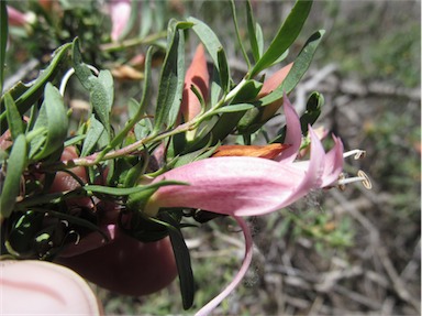 APII jpeg image of Eremophila maculata subsp. maculata  © contact APII