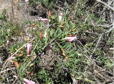 APII jpeg image of Eremophila maculata subsp. maculata  © contact APII