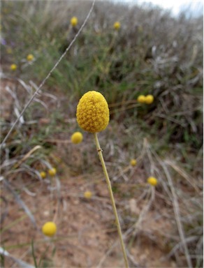 APII jpeg image of Pycnosorus chrysanthus  © contact APII