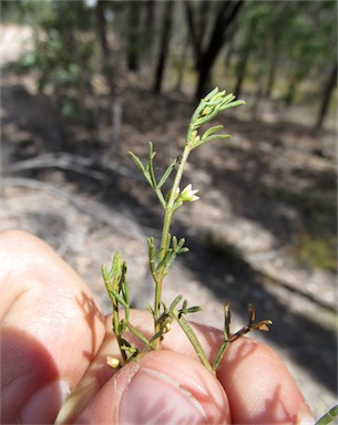 APII jpeg image of Boronia occidentalis  © contact APII