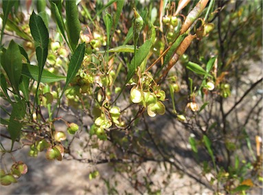 APII jpeg image of Dodonaea viscosa subsp. spatulata  © contact APII