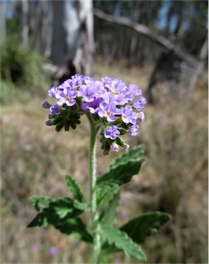 APII jpeg image of Heliotropium amplexicaule  © contact APII