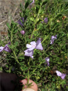 APII jpeg image of Prostanthera cryptandroides subsp. euphrasioides  © contact APII