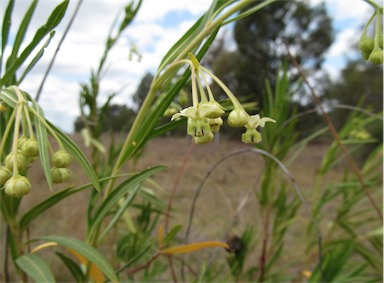 APII jpeg image of Gomphocarpus fruticosus  © contact APII