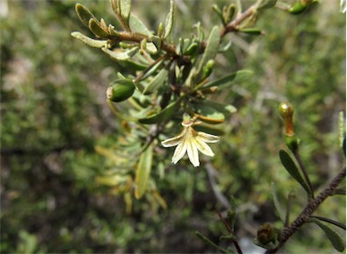 APII jpeg image of Scaevola spinescens  © contact APII