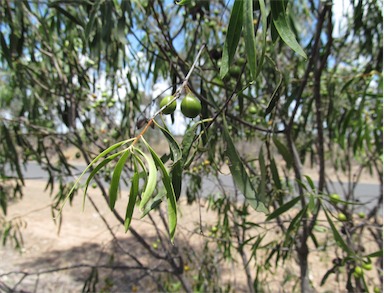 APII jpeg image of Pittosporum angustifolium  © contact APII