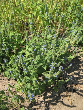 APII jpeg image of Salvia hispanica  © contact APII