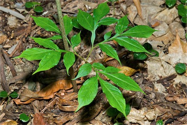 APII jpeg image of Amorphophallus galbra  © contact APII