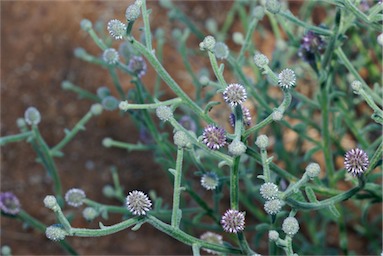 APII jpeg image of Pterocaulon sphacelatum  © contact APII