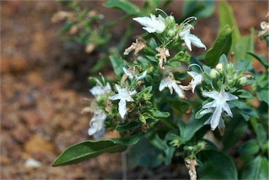 APII jpeg image of Teucrium integrifolium  © contact APII