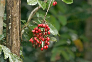 APII jpeg image of Connarus conchocarpus subsp. conchocarpus  © contact APII