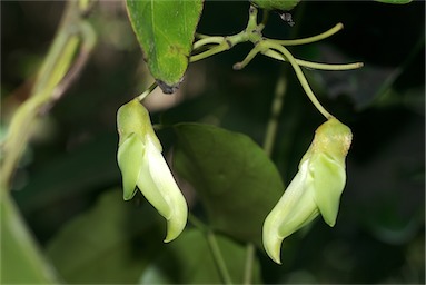 APII jpeg image of Mucuna gigantea  © contact APII