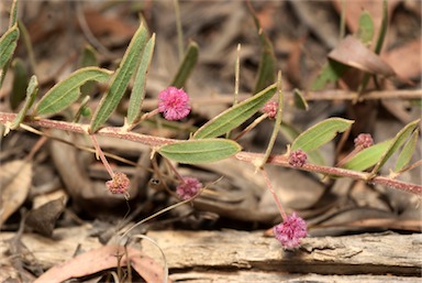 APII jpeg image of Acacia purpureopetala  © contact APII