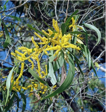 APII jpeg image of Acacia leptocarpa  © contact APII