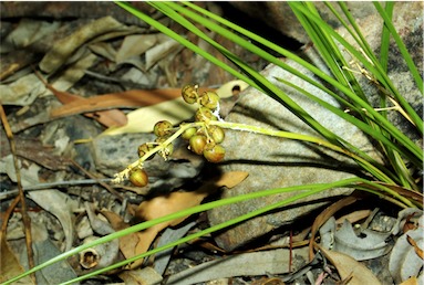 APII jpeg image of Lomandra filiformis  © contact APII