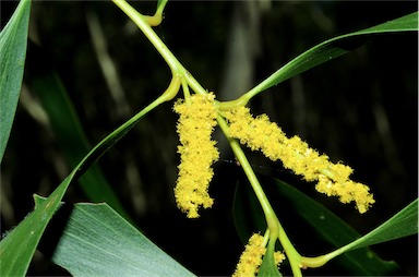 APII jpeg image of Acacia leptocarpa  © contact APII