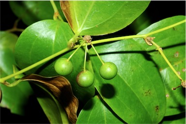 APII jpeg image of Smilax elliptica  © contact APII