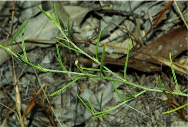 APII jpeg image of Isotropis parviflora  © contact APII