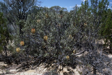 APII jpeg image of Banksia audax  © contact APII