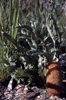 APII jpeg image of Banksia gardneri var. brevidentata  © contact APII