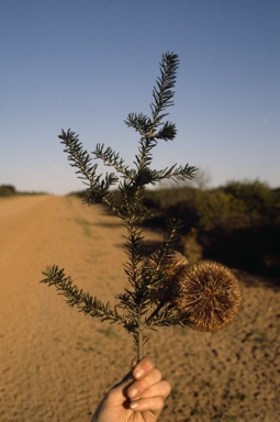 APII jpeg image of Banksia scabrella  © contact APII