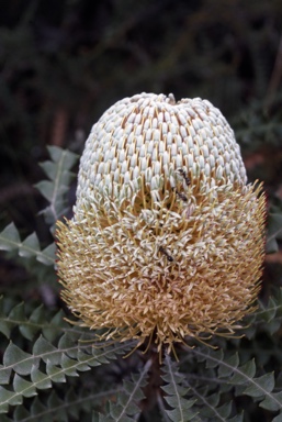 APII jpeg image of Banksia speciosa  © contact APII