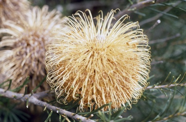 APII jpeg image of Banksia telmatiaea  © contact APII