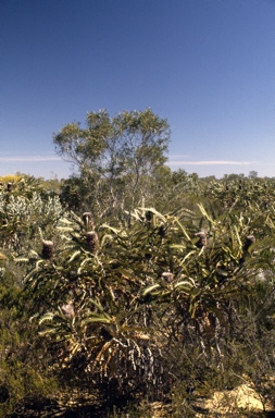 APII jpeg image of Banksia victoriae  © contact APII