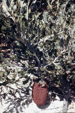 APII jpeg image of Banksia caleyi  © contact APII