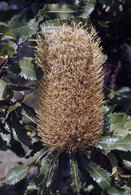 APII jpeg image of Banksia serrata  © contact APII