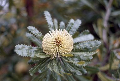 APII jpeg image of Banksia aemula  © contact APII