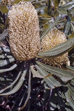 APII jpeg image of Banksia aemula  © contact APII