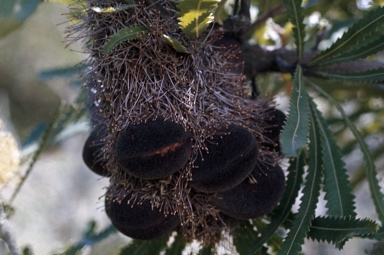 APII jpeg image of Banksia aemula  © contact APII