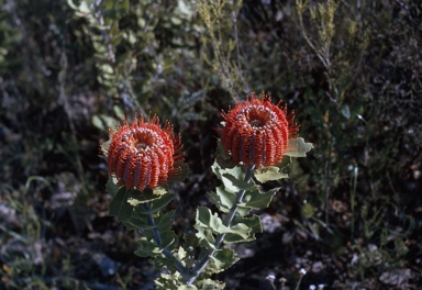 APII jpeg image of Banksia coccinea  © contact APII