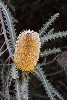 APII jpeg image of Banksia ashbyi  © contact APII