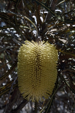 APII jpeg image of Banksia elderiana  © contact APII