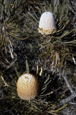 APII jpeg image of Banksia hookeriana  © contact APII