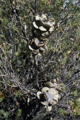 APII jpeg image of Banksia laricina  © contact APII