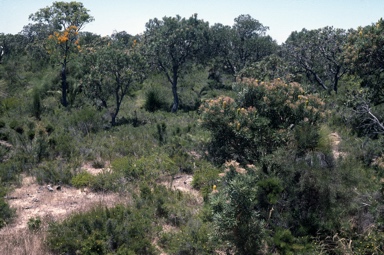 APII jpeg image of Banksia attenauta,<br/>Banksia menziesii  © contact APII