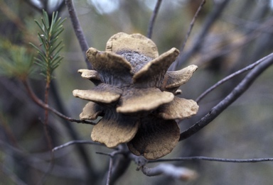 APII jpeg image of Banksia laricina  © contact APII