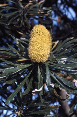 APII jpeg image of Banksia attenuata  © contact APII